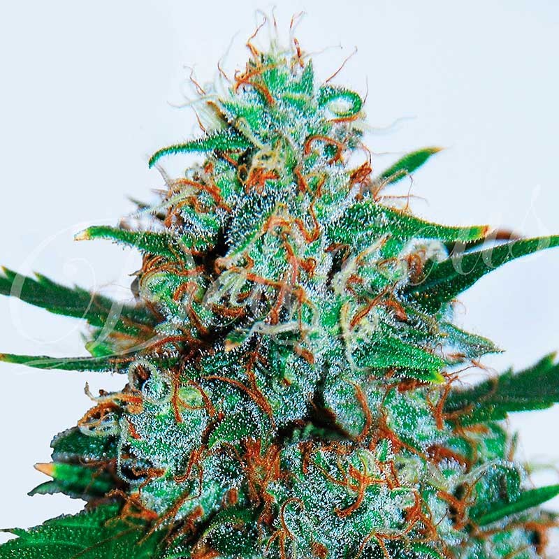 An image of Critical Neville Haze Auto