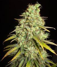 An image of Critical Super Silver Haze