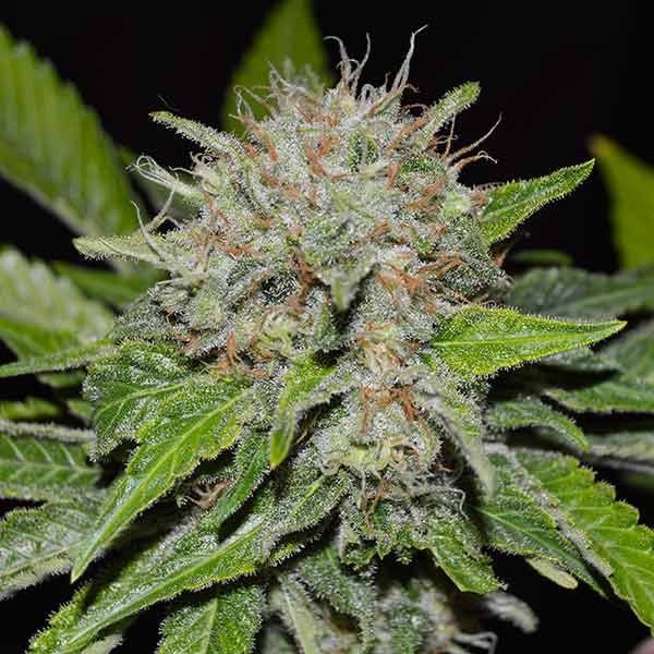 An image of Deep Mandarin