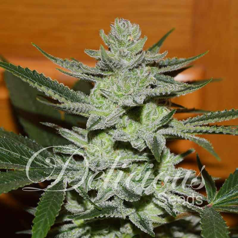 An image of Desconocida Kush
