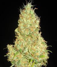 An image of Fruity Chronic Juice