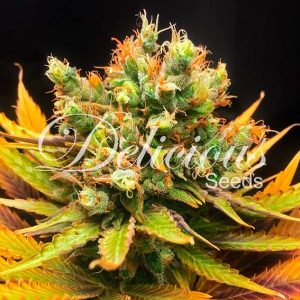 An image of Honeybells