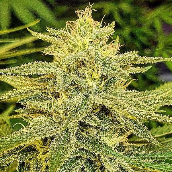 An image of Lord Kush