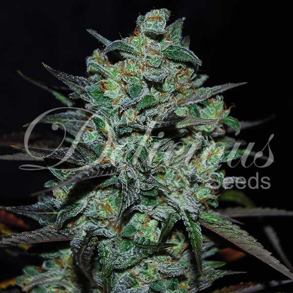 An image of Northern Light Blue THC Free