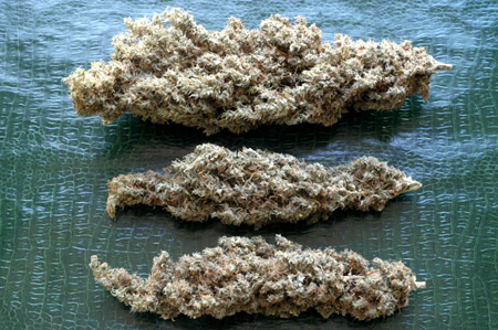 An image of Brainstorm Haze
