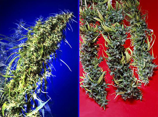 An image of Brainstorm X G13