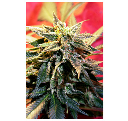 An image of CannaSutra