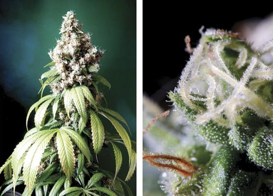 An image of Double Kush