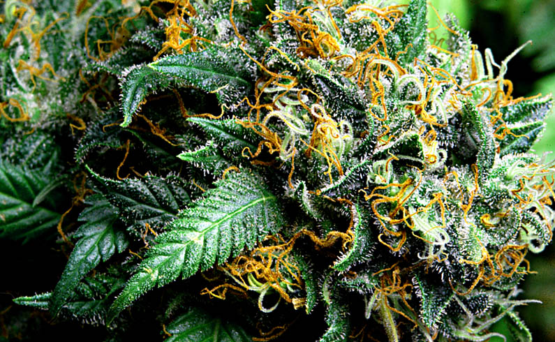 An image of Kopasetic Kush
