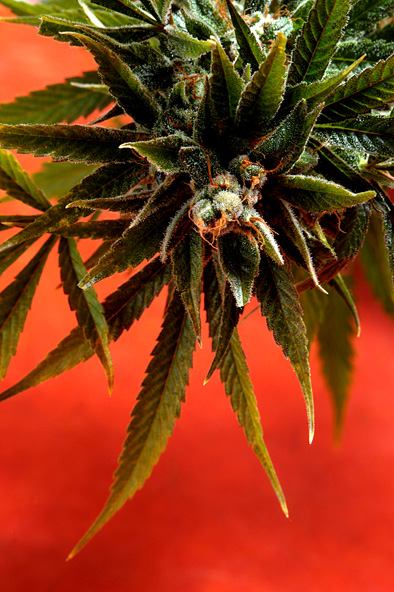 An image of Simpson Kush