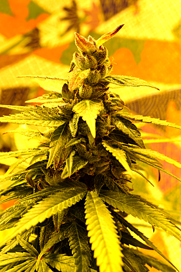An image of Southern Lights #7