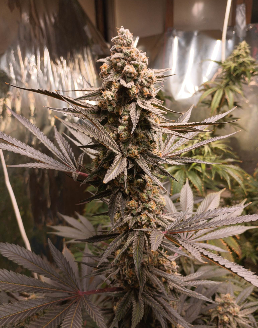 An image of Platinum Birthday Cake