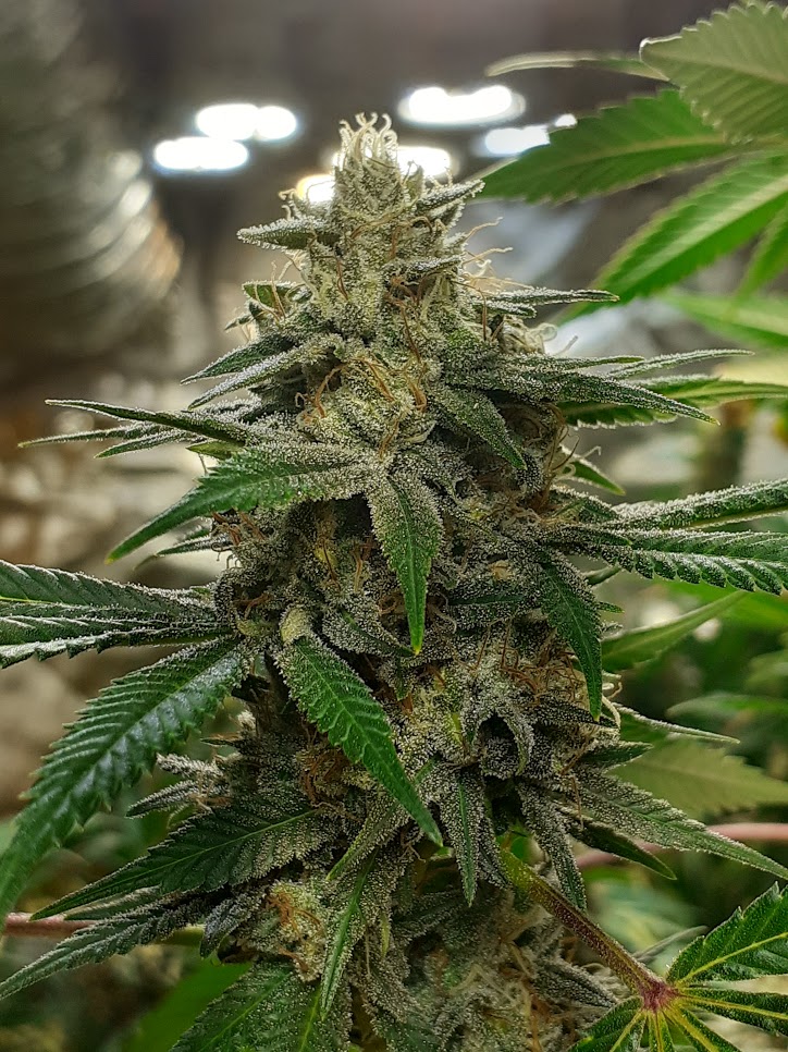 An image of Cherry Creek OG