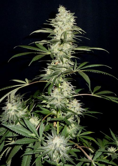 An image of Chocolate Diesel