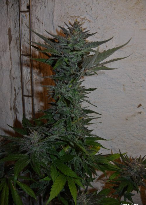An image of Sensi Star