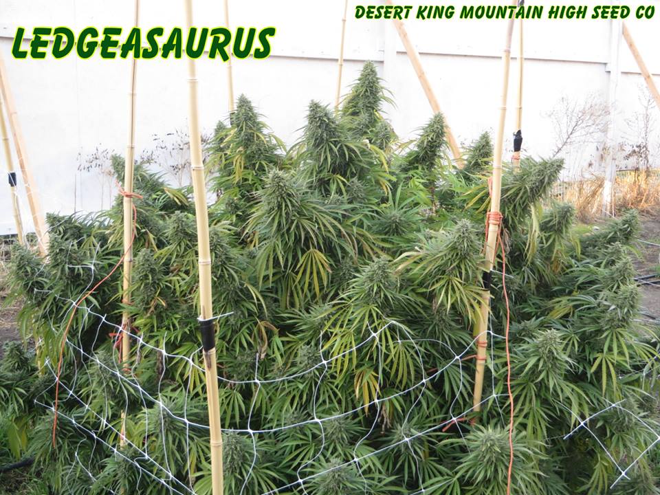 An image of Ledgeasaurus