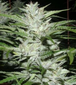 An image of Snowfire Isis Kush