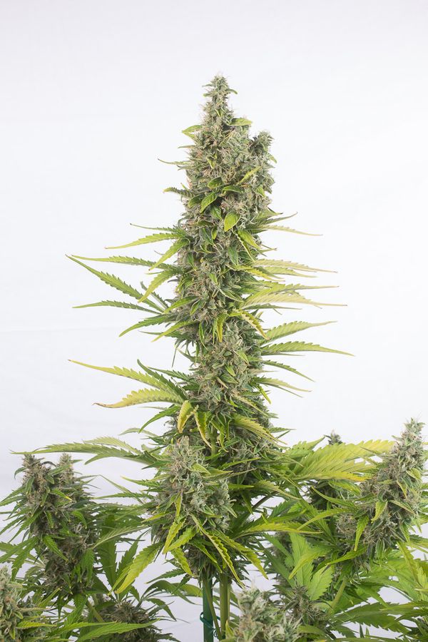 An image of Amnesia Auto CBD