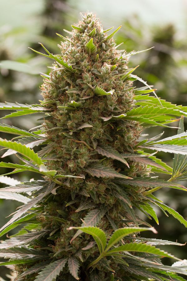 An image of Amnesia Kush