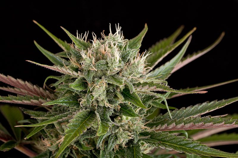 An image of Blue Cheese