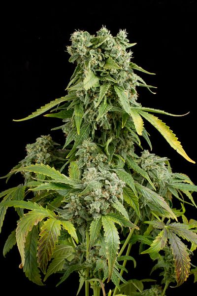 An image of Blue Cheese Autoflowering
