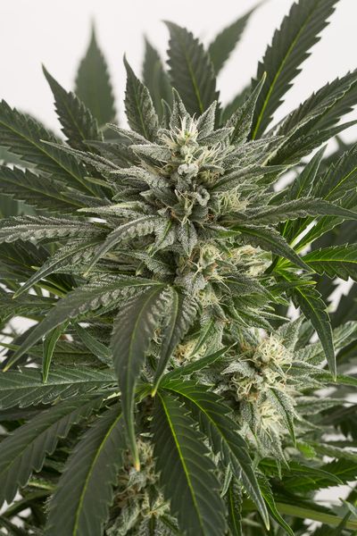 An image of Blue Critical Autoflowering