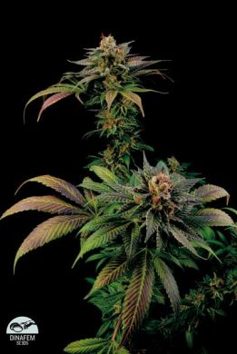 An image of Blue Widow