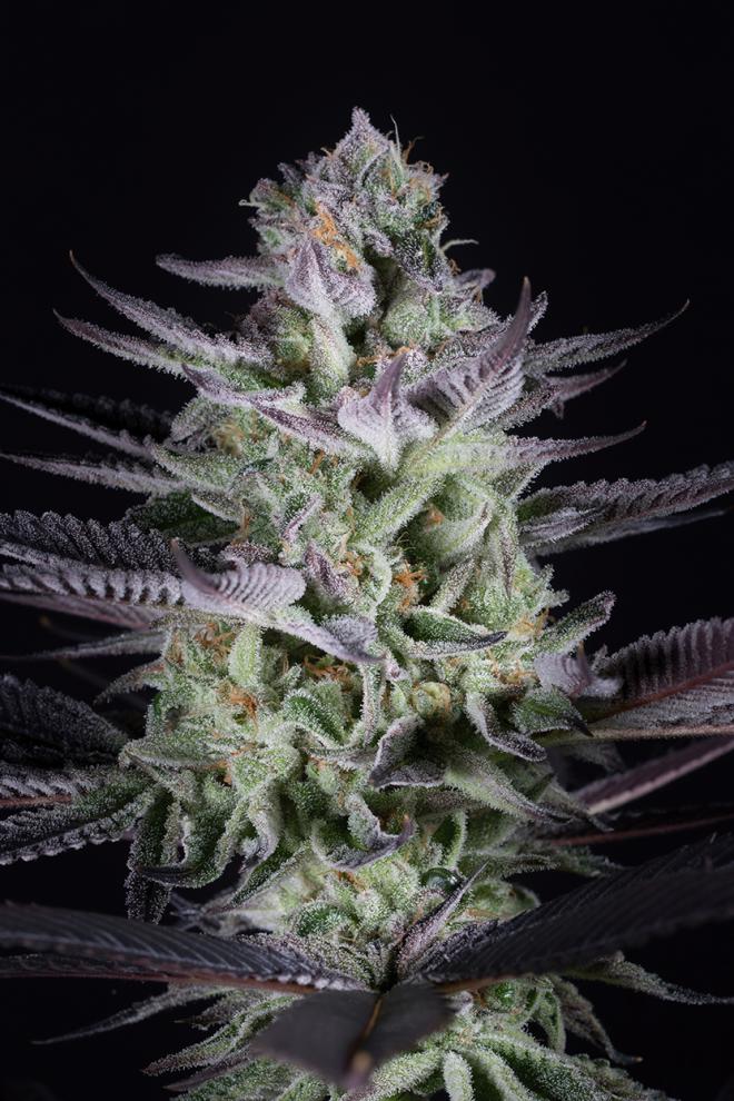 An image of Blueberry Cookies