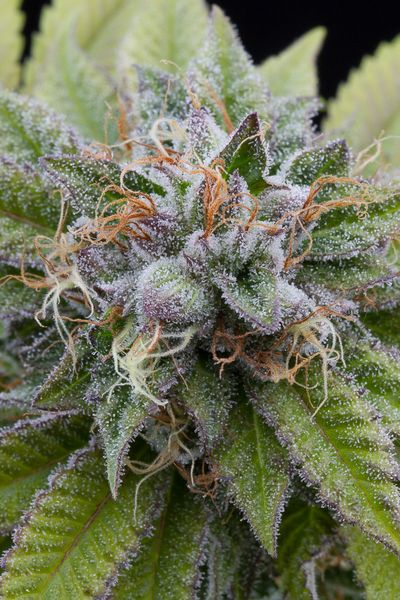 An image of Bubba Kush