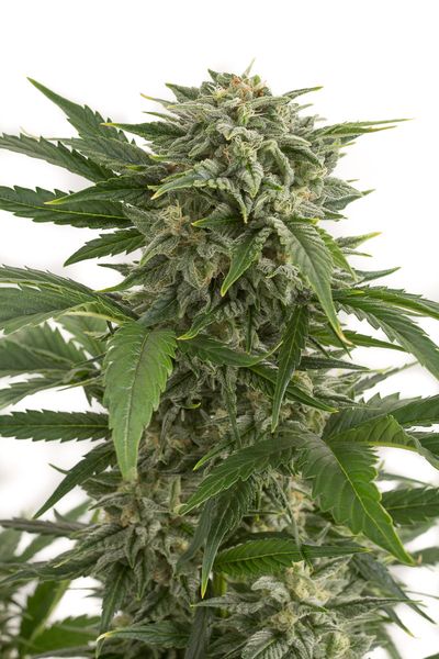 An image of Bubba Kush Autoflowering