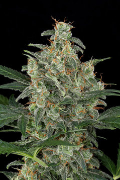 An image of Cheese Autoflowering