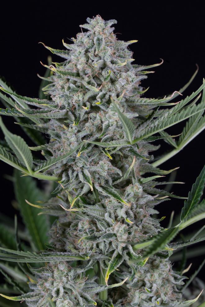 An image of Cookies Autoflowering