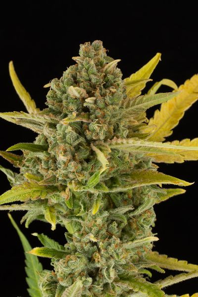 An image of Critical Cheese Autoflowering