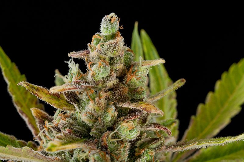 An image of Critical Kush