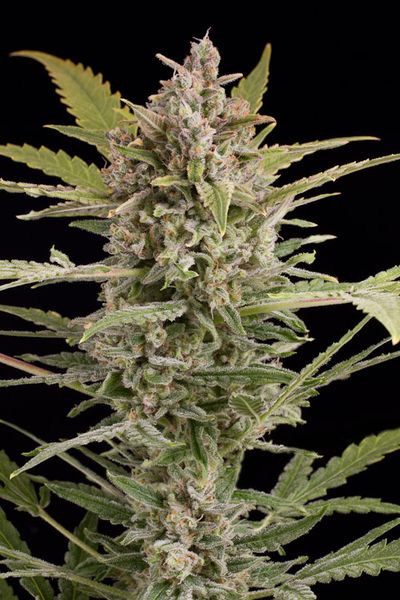 An image of Critical+ 2.0 Autoflowering