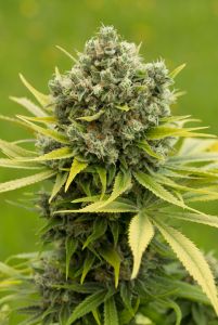 An image of Dinamed CBD Plus