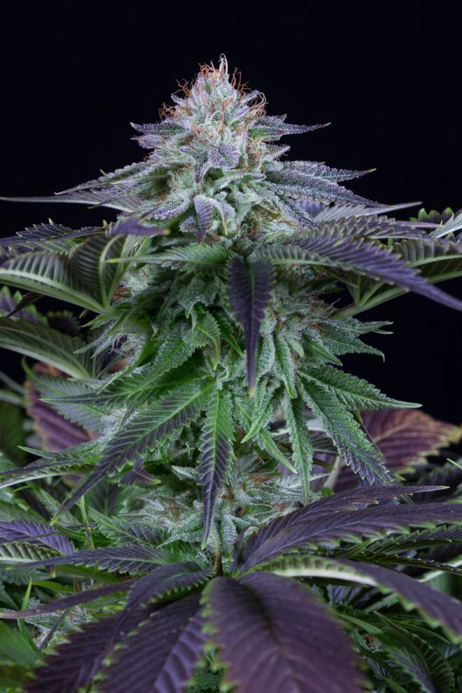 An image of Dinamed Kush CBD Autoflowering