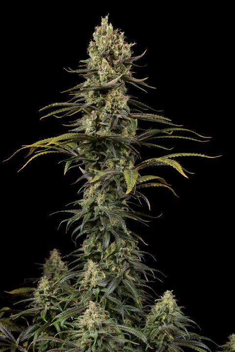 An image of Early Amnesia CBD