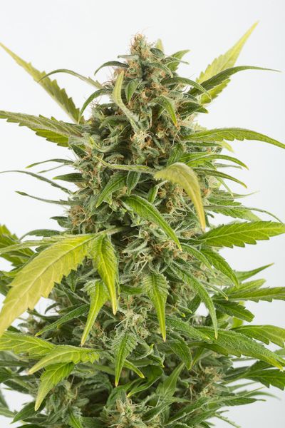 An image of Haze Autoflowering CBD