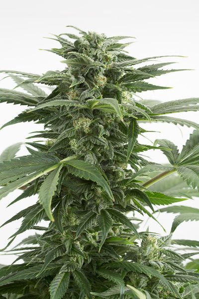 An image of Haze XXL Autoflowering