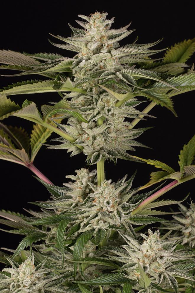 An image of Ocean Grown Cookies