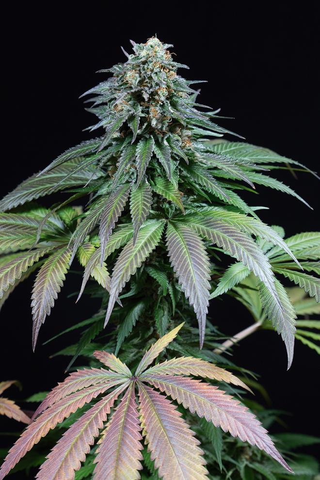 An image of Purple Moby Dick