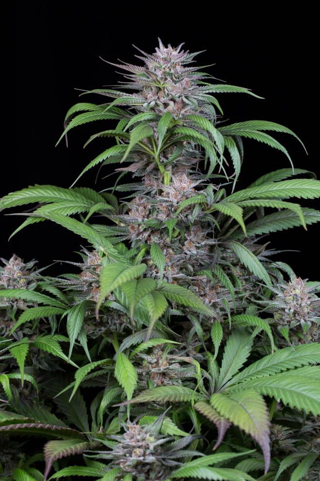 An image of Quick Kush