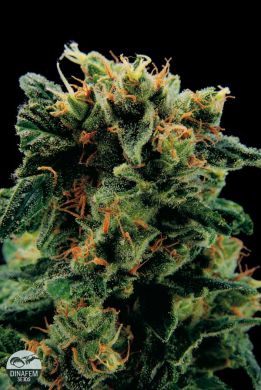 An image of Royale Haze