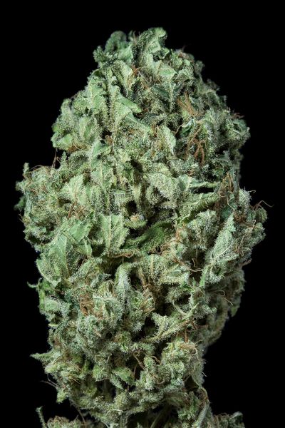 An image of Sour Diesel Autoflowering