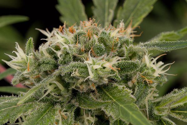 An image of Strawberry Amnesia
