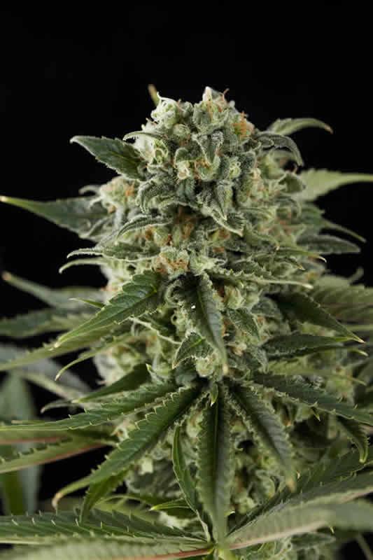An image of Super Critical Haze