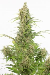 An image of White Widow Auto CBD