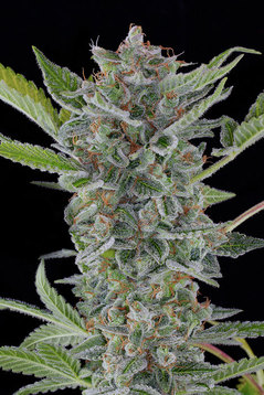 An image of White Widow Autoflowering