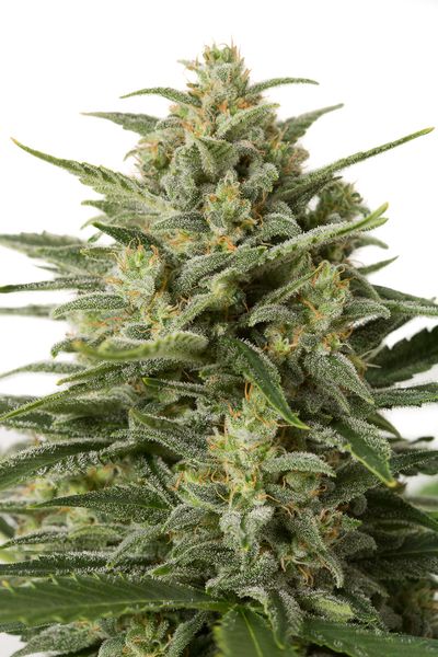 An image of White Widow XXL Autoflowering